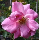 Carefree Beauty or Katy Road Pink Rose, Rosa x 'Carefree Beauty', R. x 'Katy Road Pink'